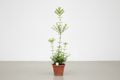 Ligustrum Kurtbağrı Fidanı