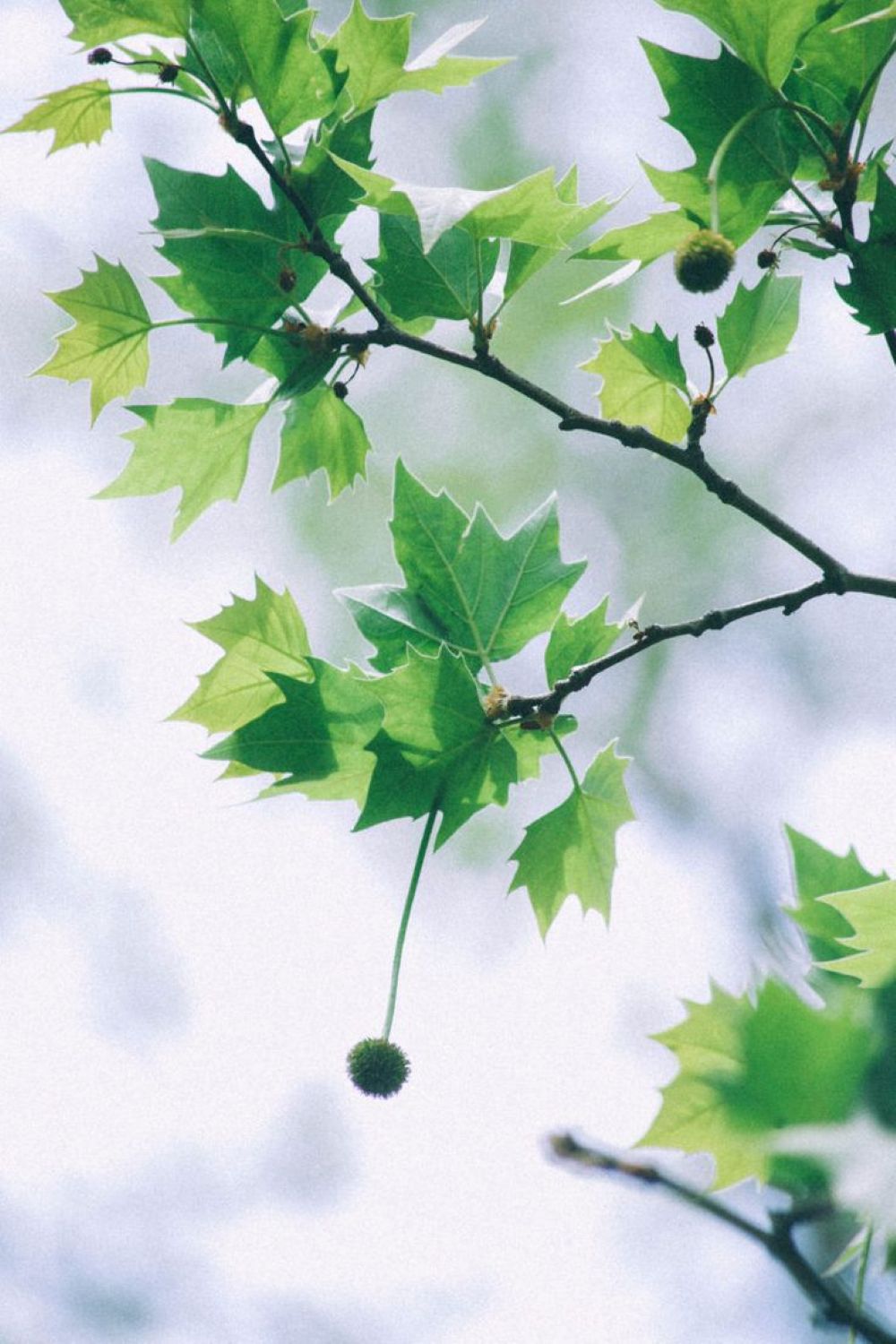 Londra Çınarı Ağacı Platanus x acerifolia Fidanı 2 Yaş