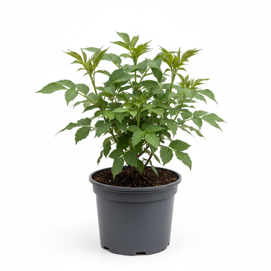 Mürver Fidanı - Ürün Fotoğrafı