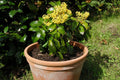 Mahonya Fidanı 1-2 Yaş - Mahonia Aquifolium | Doğaşık