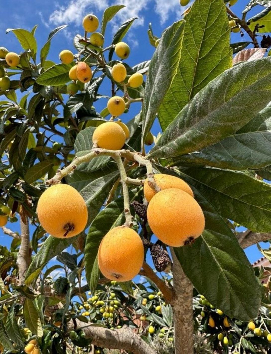 Malta Eriği Fidanı [Yenidünya] fidanı 3 yaşında tüplü.