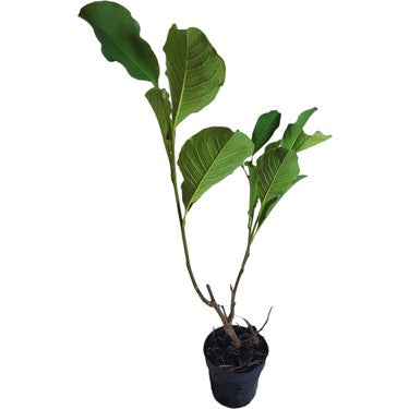 Yaprak Döken Galaksi Manolya Fidanı 40-60 cm 1-2 Yaş - Magnolia Galaxy | Doğaşık