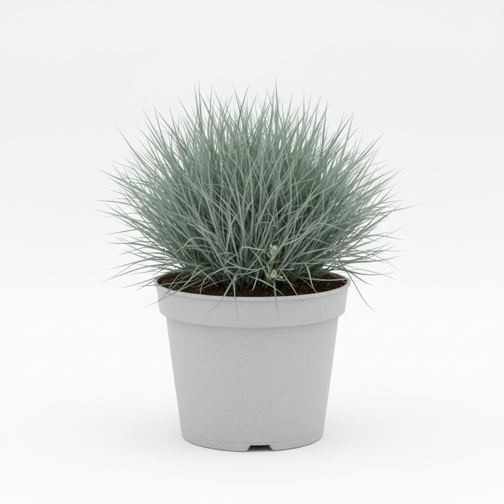 Mavi Yumak Fidanı - Ürün Fotoğrafı