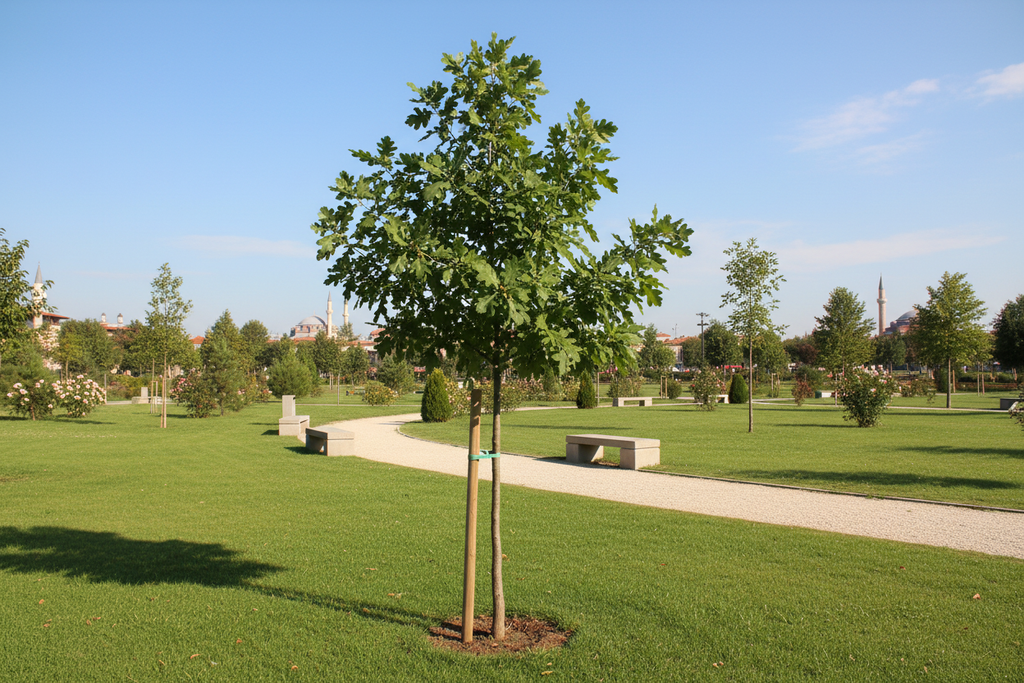 Meşe Palamut - Parkta