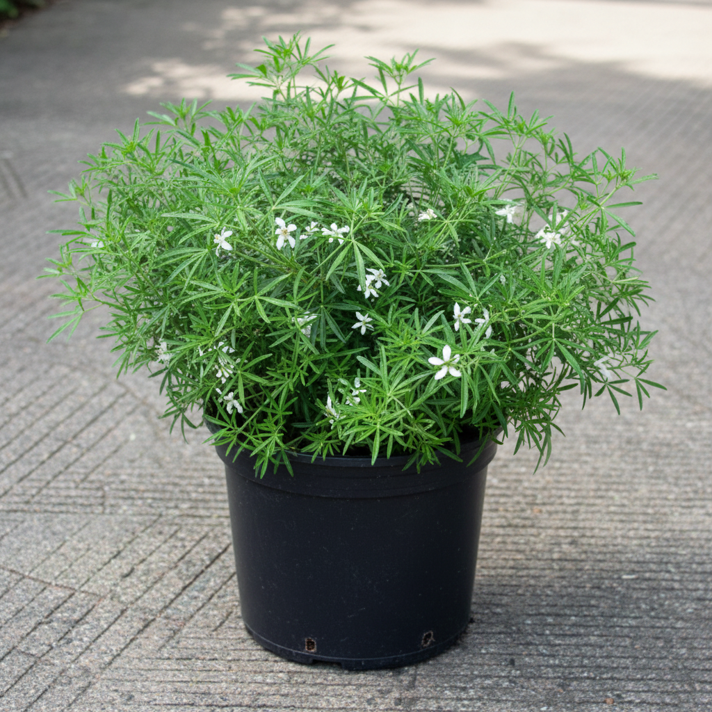 Meksika Portakal Çiçeği - Saksıda İnce Yapraklı