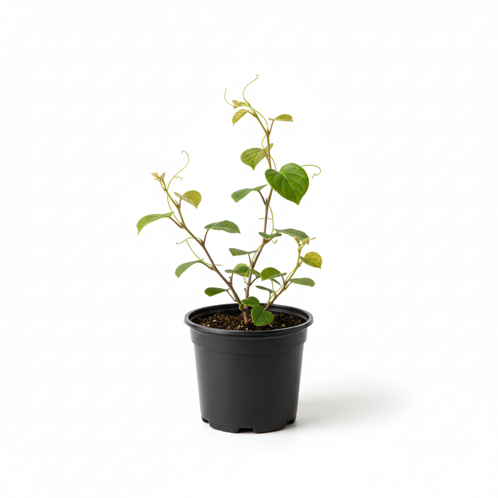 Mini Kivi Fidanı - Ürün Fotoğrafı