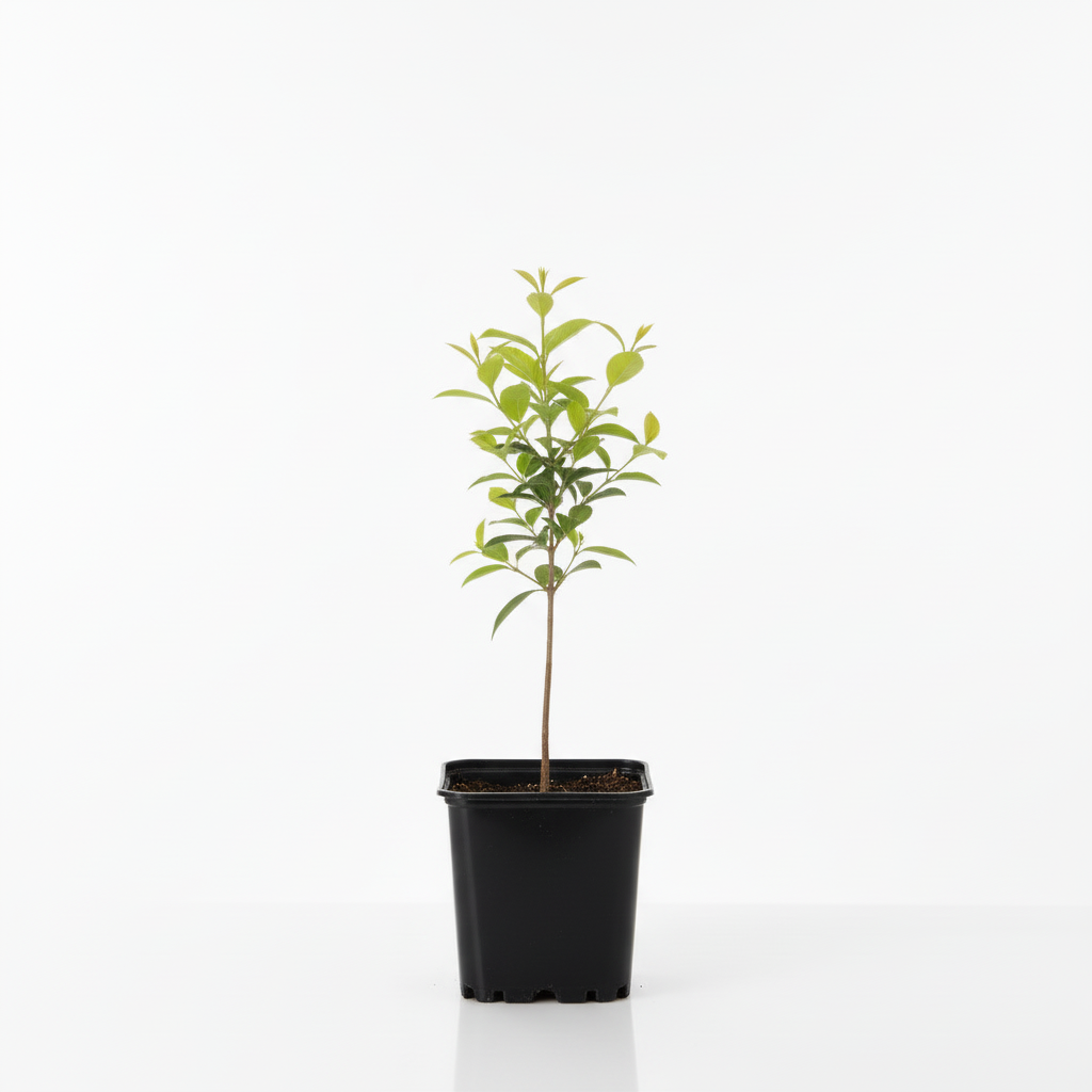 Mor Oya Ağacı Fidanı 1-2 Yaş - Lagerstromia indica | Doğaşık