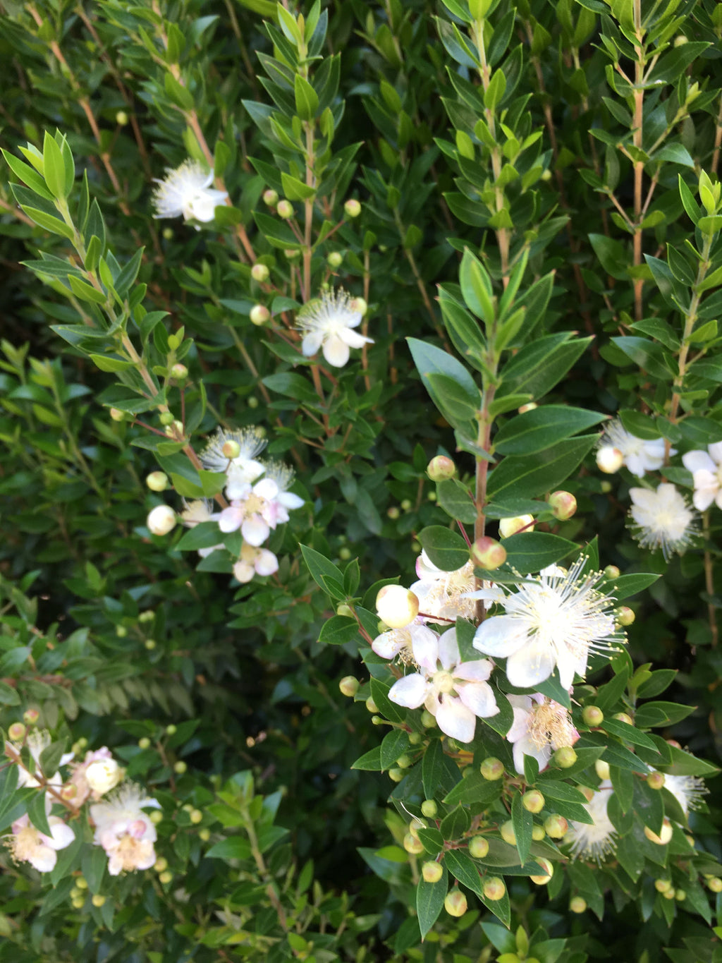 Mersin murt Fidanı 1-2 Yaş - Myrtus Communis | Doğaşık
