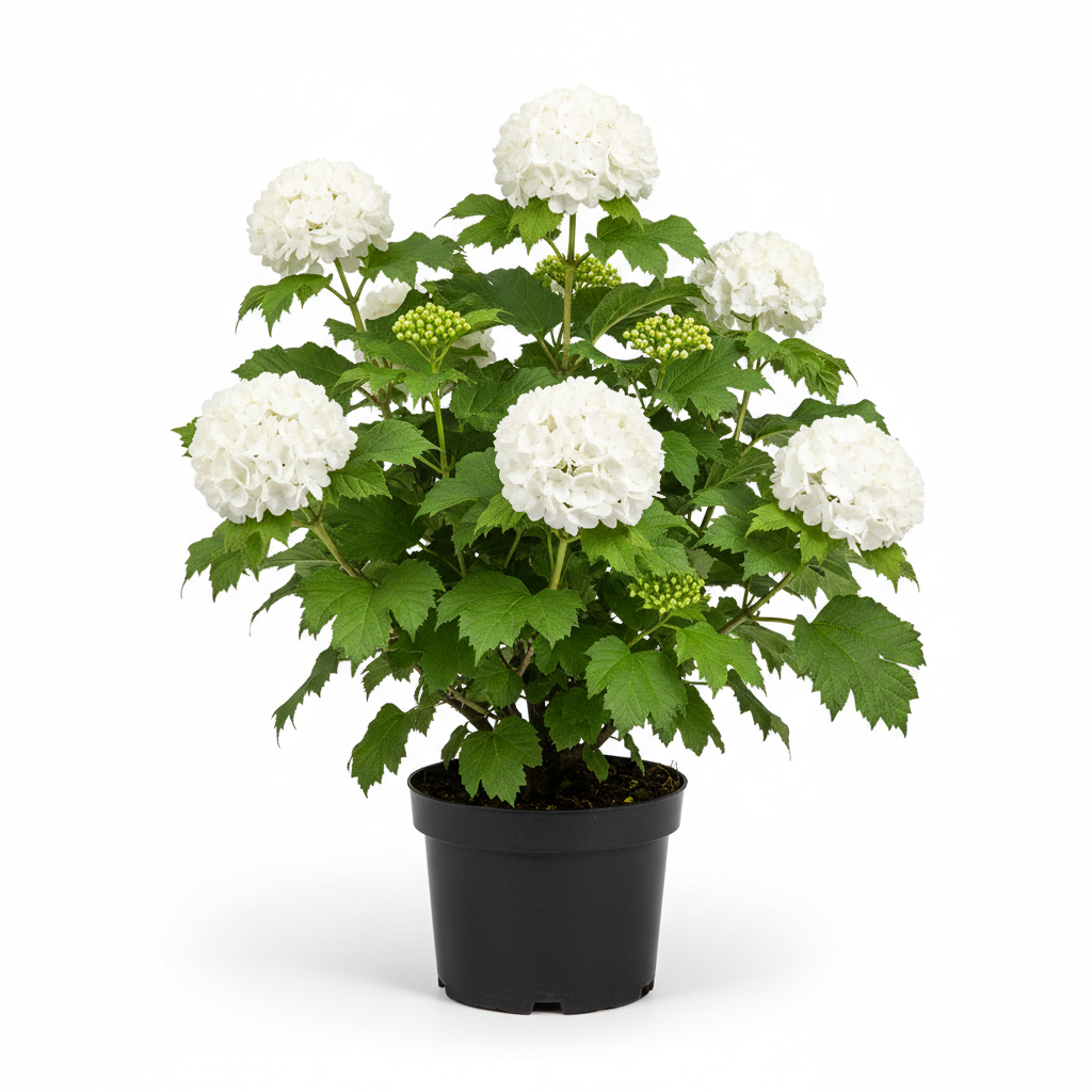 Çınar Kartopu - Beyaz Çiçekli