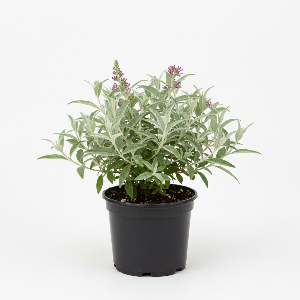 Pembe Kelebek Çalısı Fidanı - Ürün Fotoğrafı