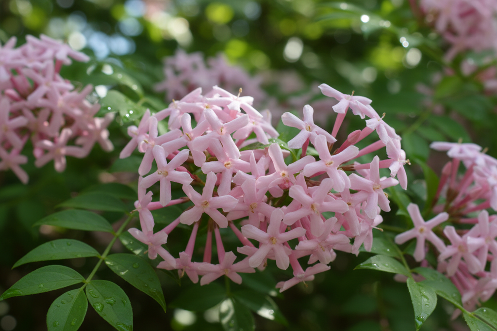 Pembe Yasemin Çiçek Detayı
