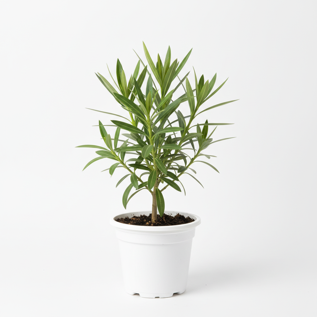 Pembe Zakkum Fidanı - Ürün Fotoğrafı