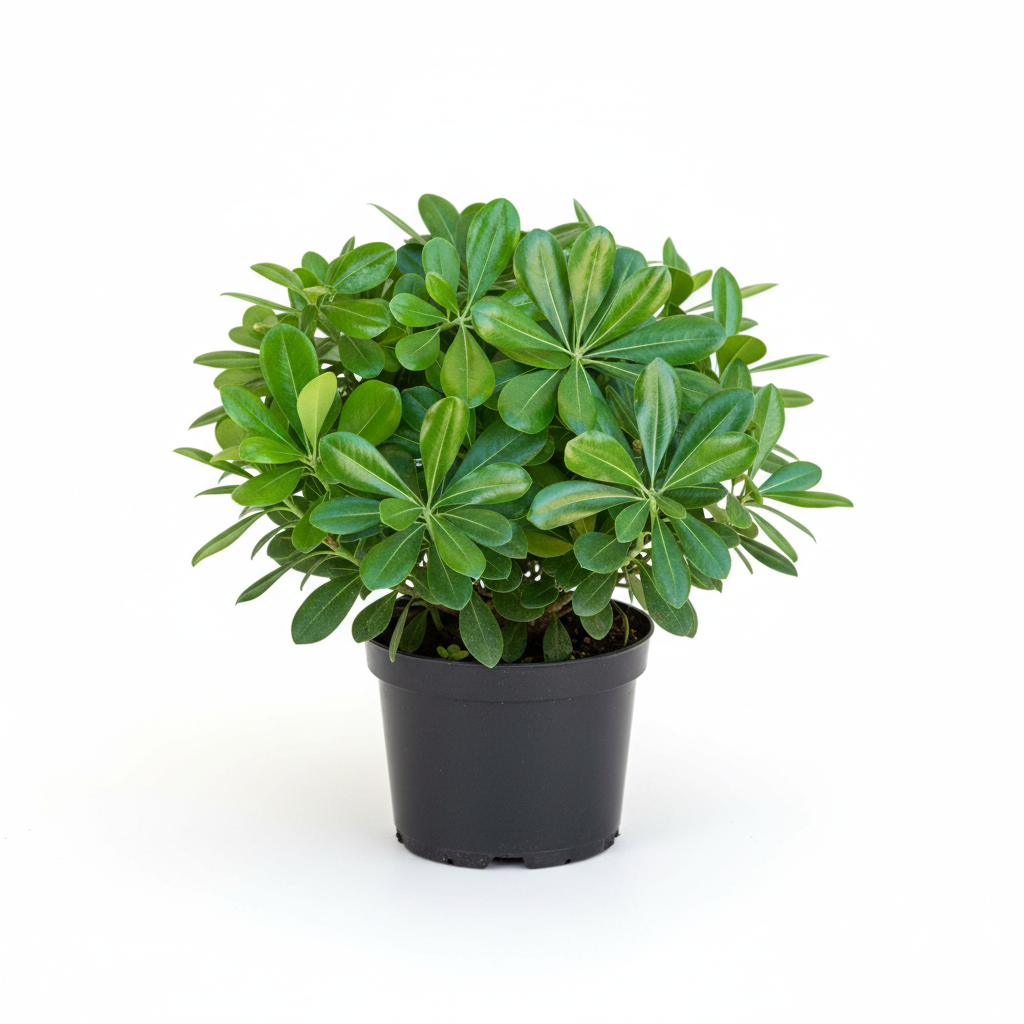 Pitosporum Fidanı Perspektif