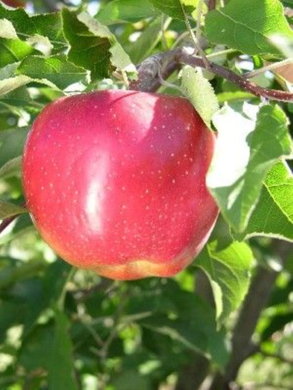 Rose Glow Elma Fidanı Yarı Bodur - Aşılı Saksılı 2 Yaş.