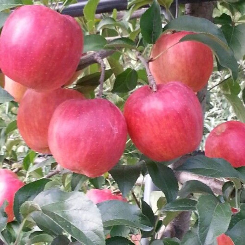 Rose Glow Elma Fidanı Yarı Bodur - Aşılı Saksılı 2 Yaş.