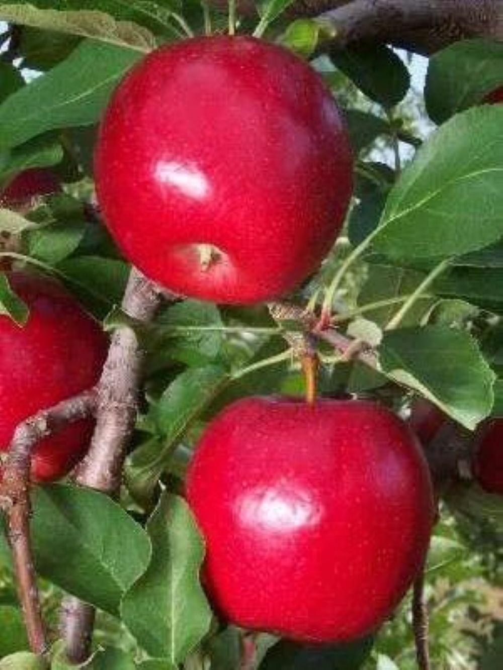 Rose Glow Elma Fidanı Yarı Bodur - Aşılı Saksılı 2 Yaş.