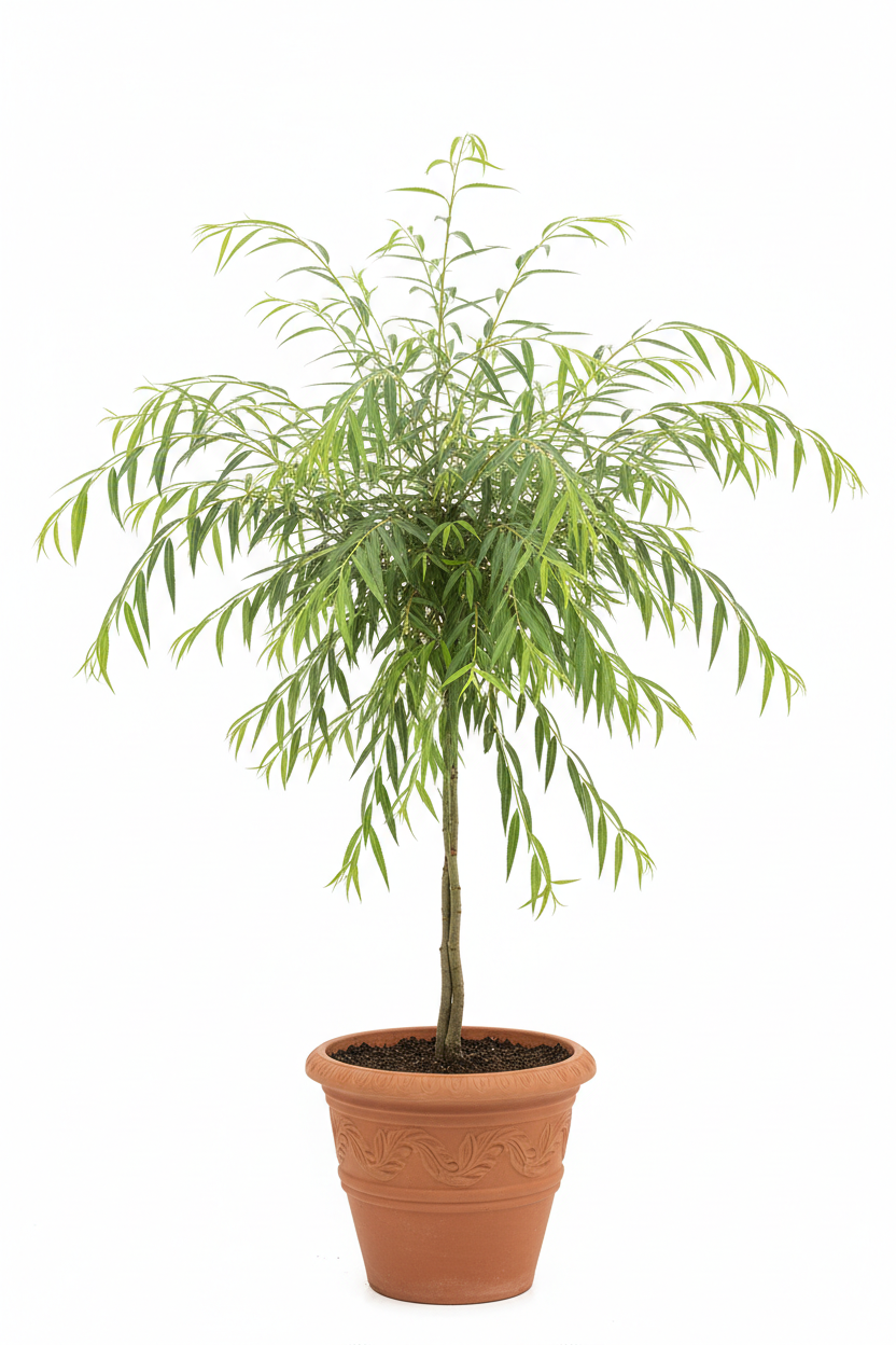 Salkım Söğüt - Dekoratif Kil Saksı