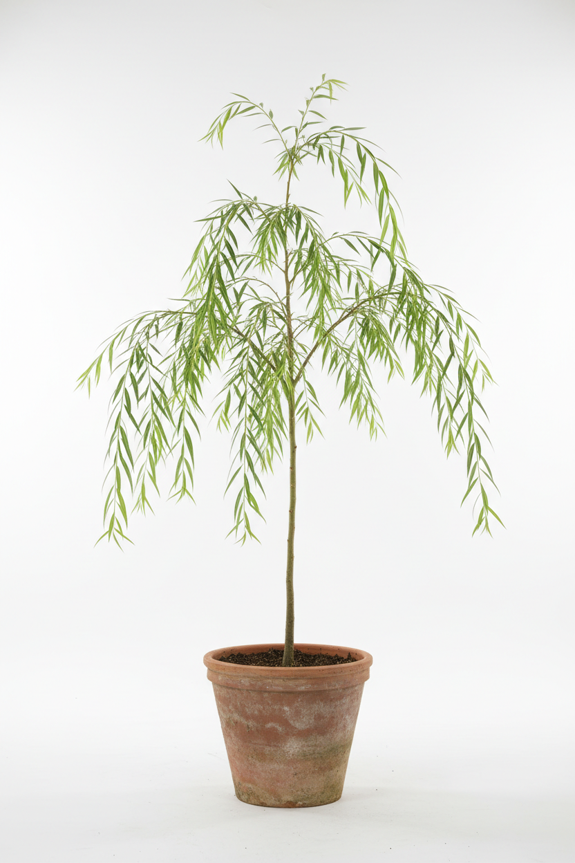 Salkım Söğüt - Rustik Kil Saksı