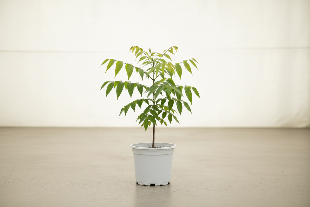 Sapindus Sabun Ağacı Fidanı