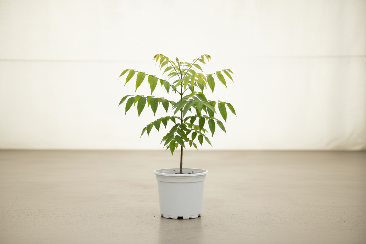 Sapindus Sabun Ağacı Fidanı