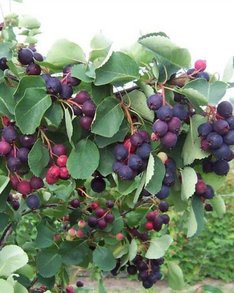 Saskatoon berry Northline fidanı meyveleri ile dolu bir dal, lezzetli meyveler ve yapraklar.