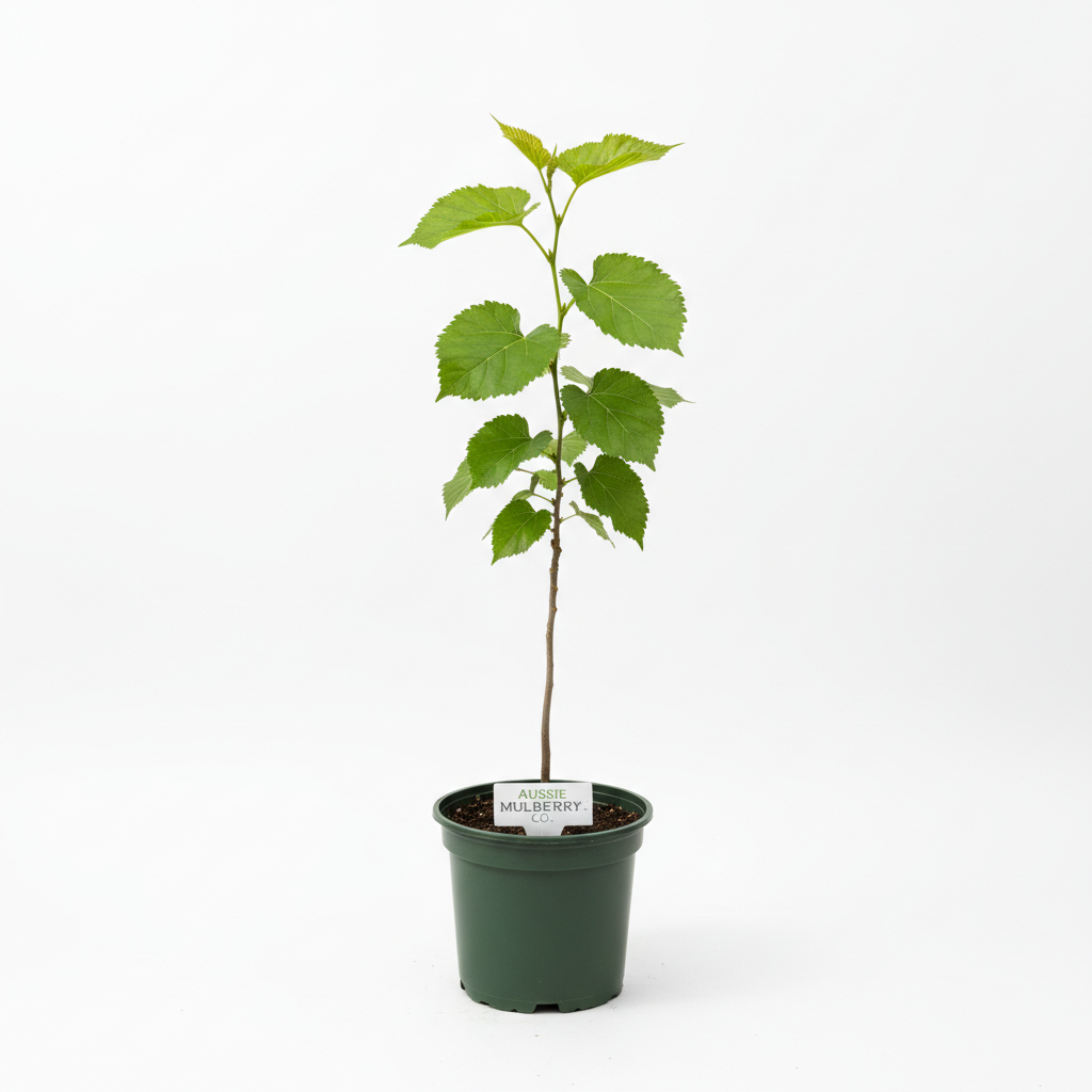 Siyah Dut Fidanı - Ürün Fotoğrafı