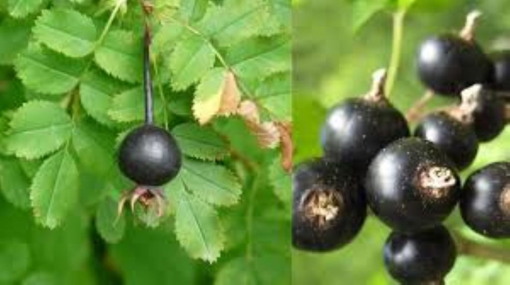 Siyah Kuşburnu Fidanı - 50 70 cm  (Rosa pimpinellifolia) saksılı.