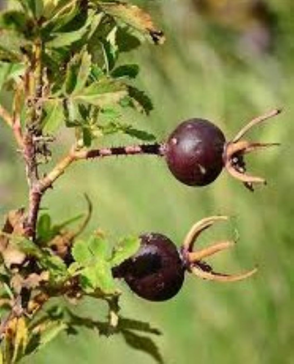 Siyah Kuşburnu Fidanı - 50 70 cm  (Rosa pimpinellifolia) saksılı.