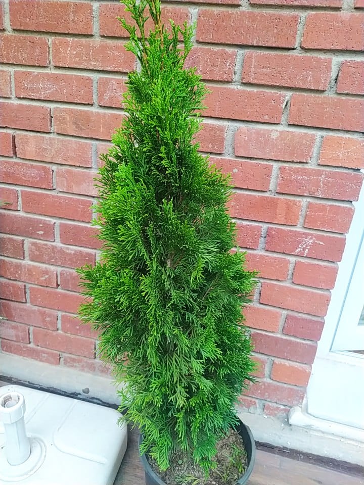 Smagrat Mazı Fidanı 30-50 cm Boy 1-2 Yaş - Thuja Smaragd | Doğaşık