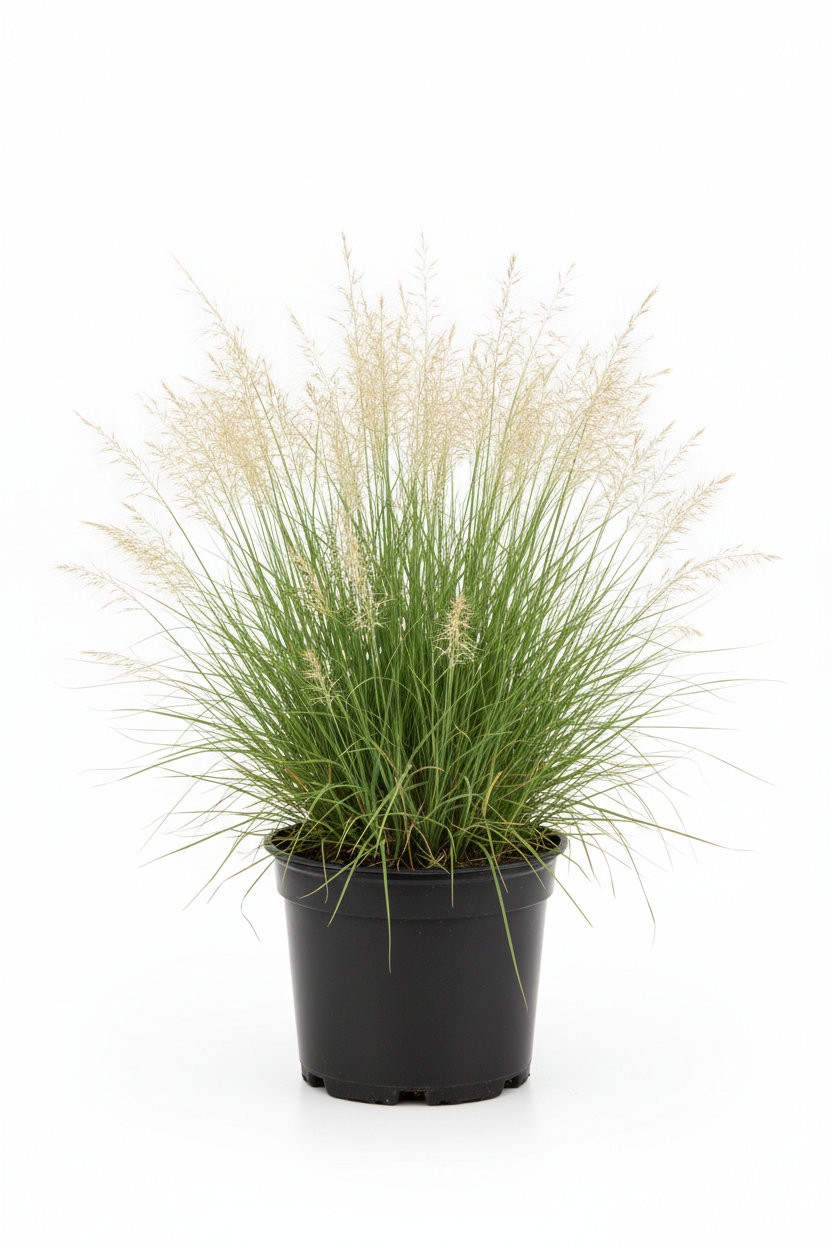 Stipa Pampas Otu - 1 lt Saksı