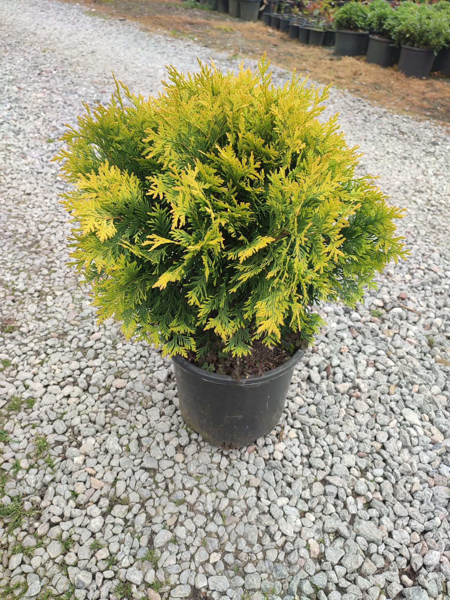 Sunkist Mazı Fidanı 1-2 Yaş - Thuja Occidentalis Sunkist | Doğaşık