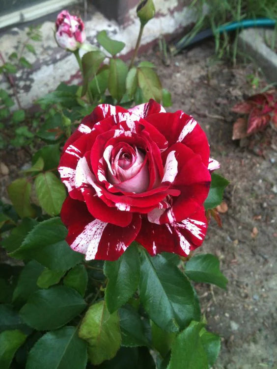 Türkiyem Gül Fidanı 1-2 Yaş - Rosa Türkiyem | Doğaşık