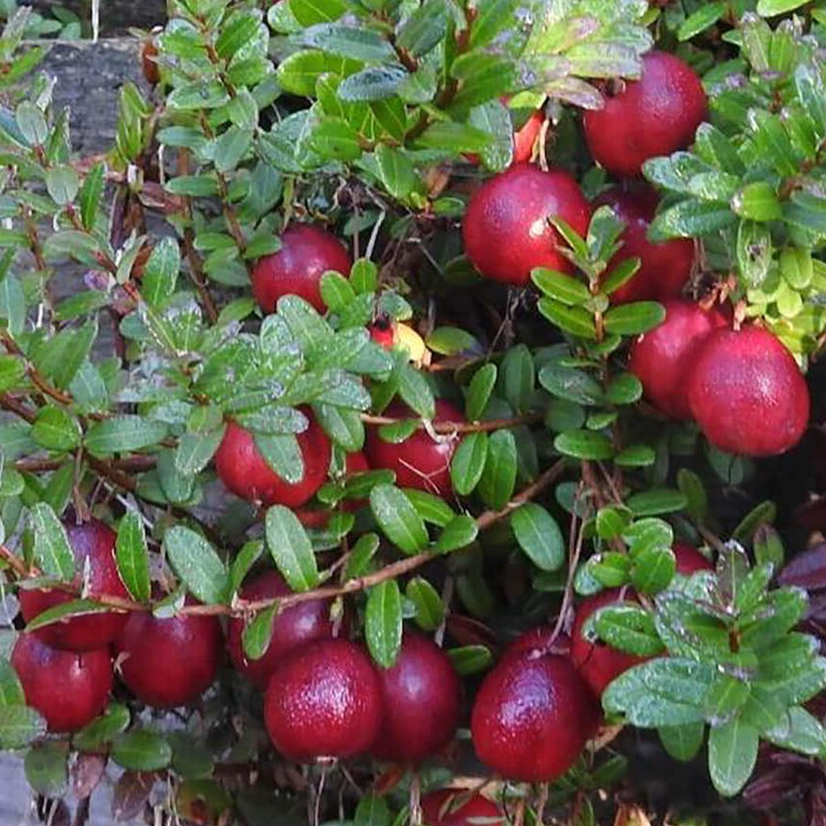 Turna Yemişi Fidanı 1-2 Yaş - Cranberry | Doğaşık