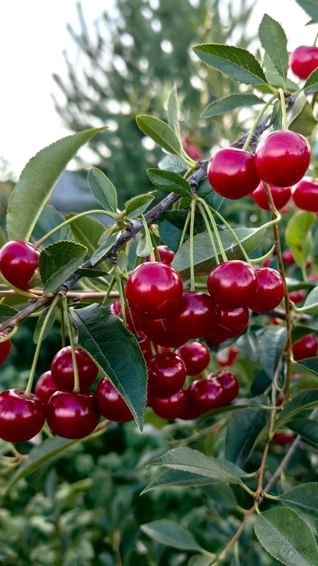 Bodur Vişne Fidanı (Prunus cerasus) 1-2 yaş arası saksılı