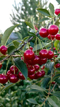 Bodur Vişne Fidanı (Prunus cerasus) 1-2 yaş arası saksılı