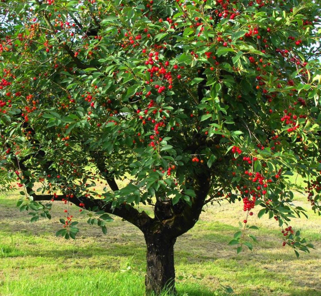 Bodur Vişne Fidanı (Prunus cerasus) 1-2 yaş arası saksılı