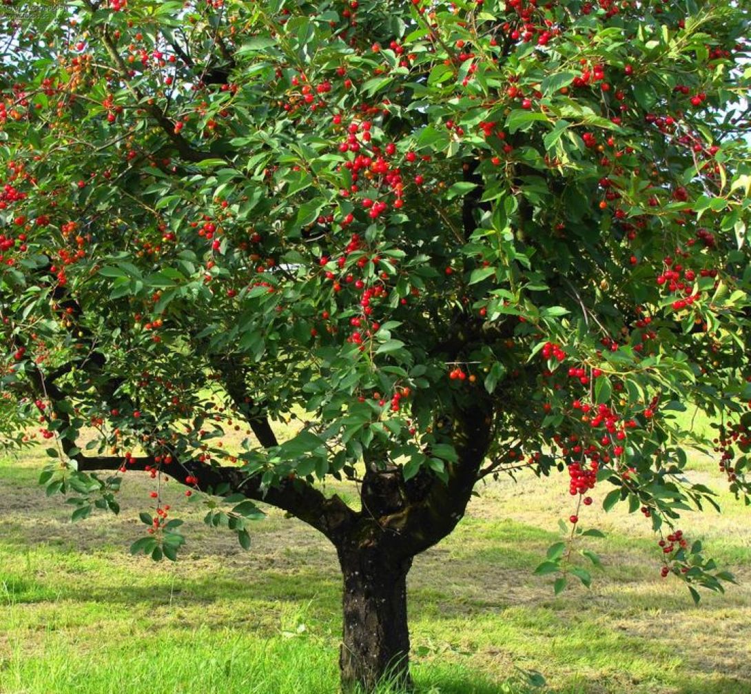 Bodur Vişne Fidanı (Prunus cerasus) 1-2 yaş arası saksılı