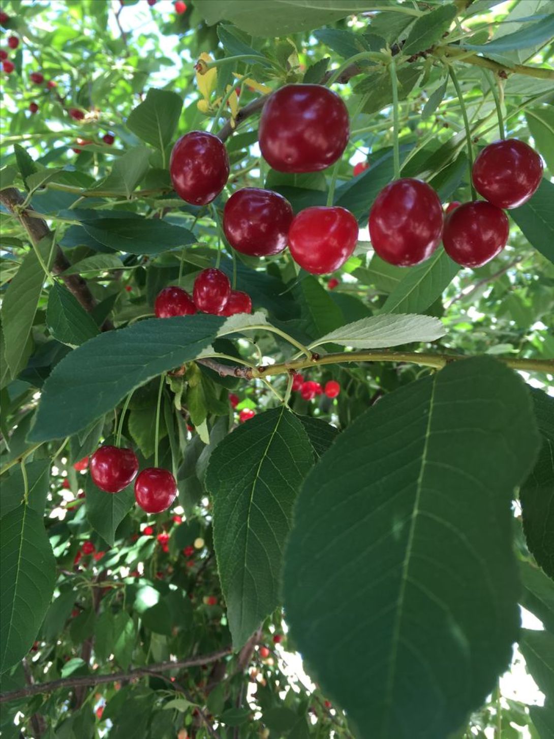 Bodur Vişne Fidanı (Prunus cerasus) 1-2 yaş arası saksılı