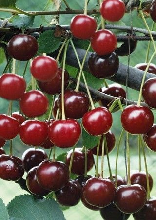 Bodur Vişne Fidanı (Prunus cerasus) 1-2 yaş arası saksılı