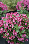 Weigela Florida Çiçeği - Pembe Boru