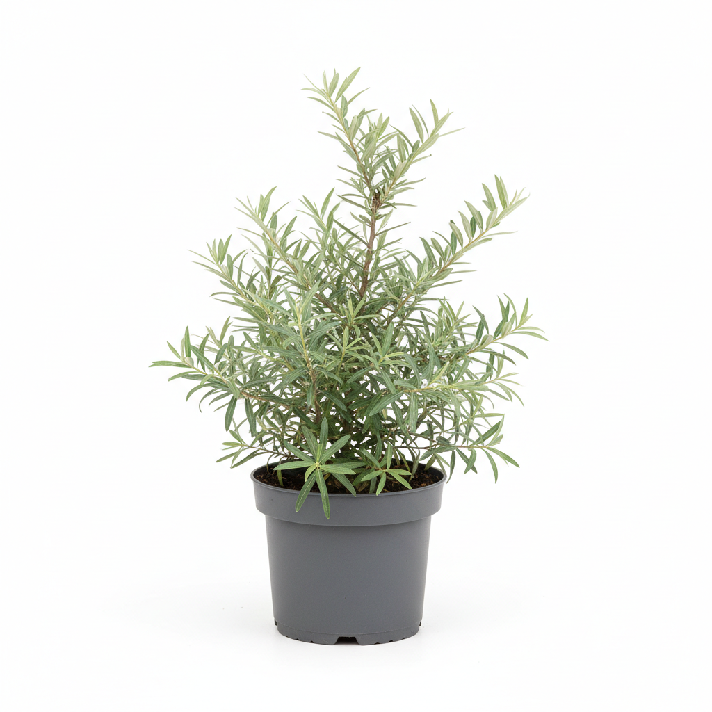 Yabani İğde Fidanı - Ürün Fotoğrafı