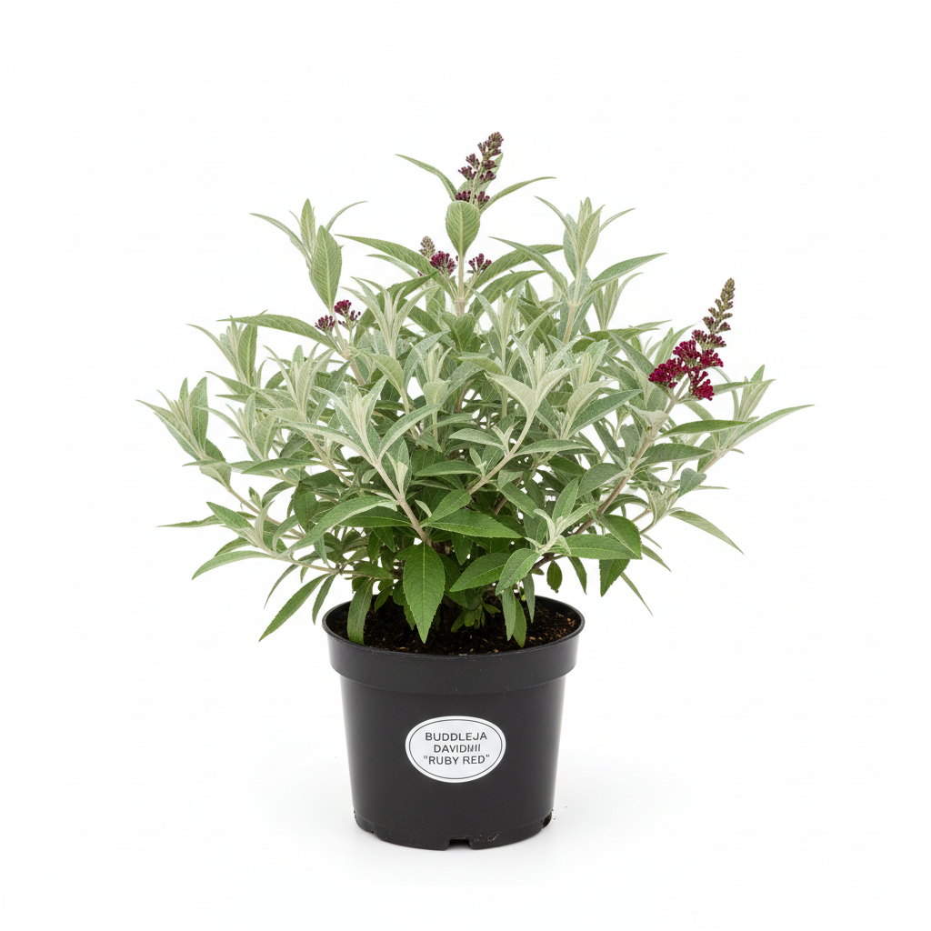 Yakut Renkli Kelebek Çalısı Fidanı - Ürün Fotoğrafı