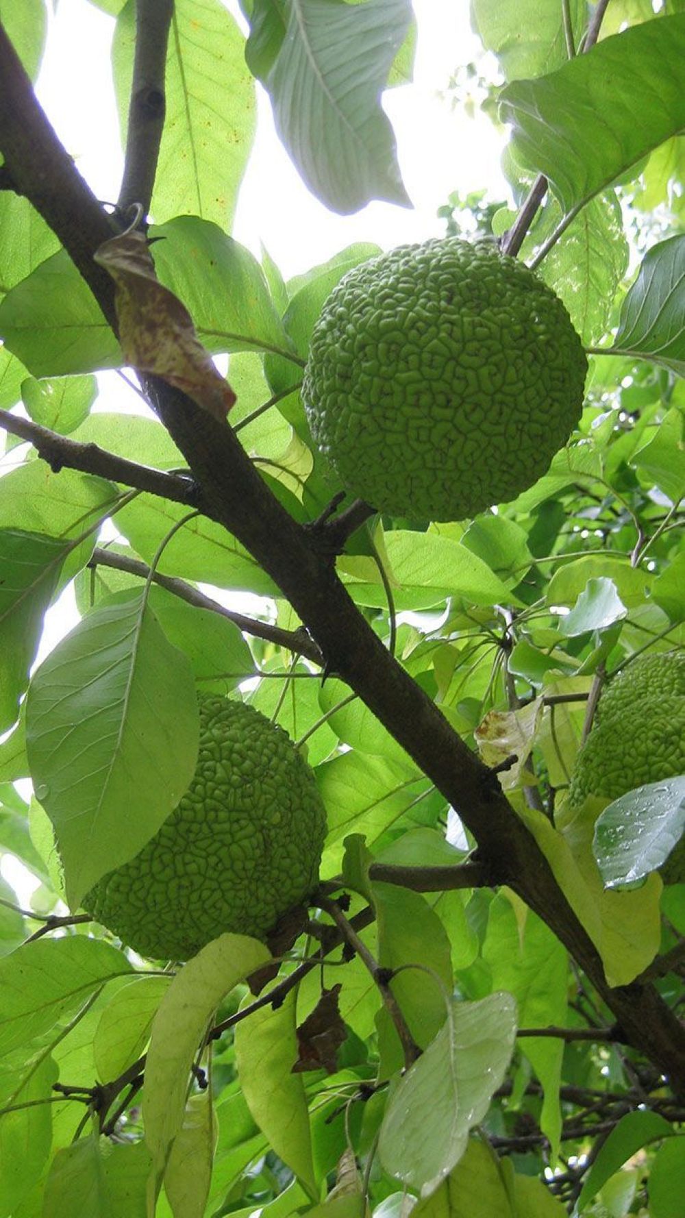 Yalancı Portakal Ağacı Fidanı Maclura Pomifera 1-2 Yaş Arası