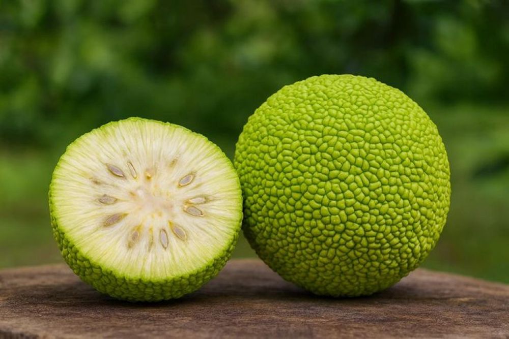Yalancı Portakal Ağacı Fidanı Maclura Pomifera 1-2 Yaş Arası