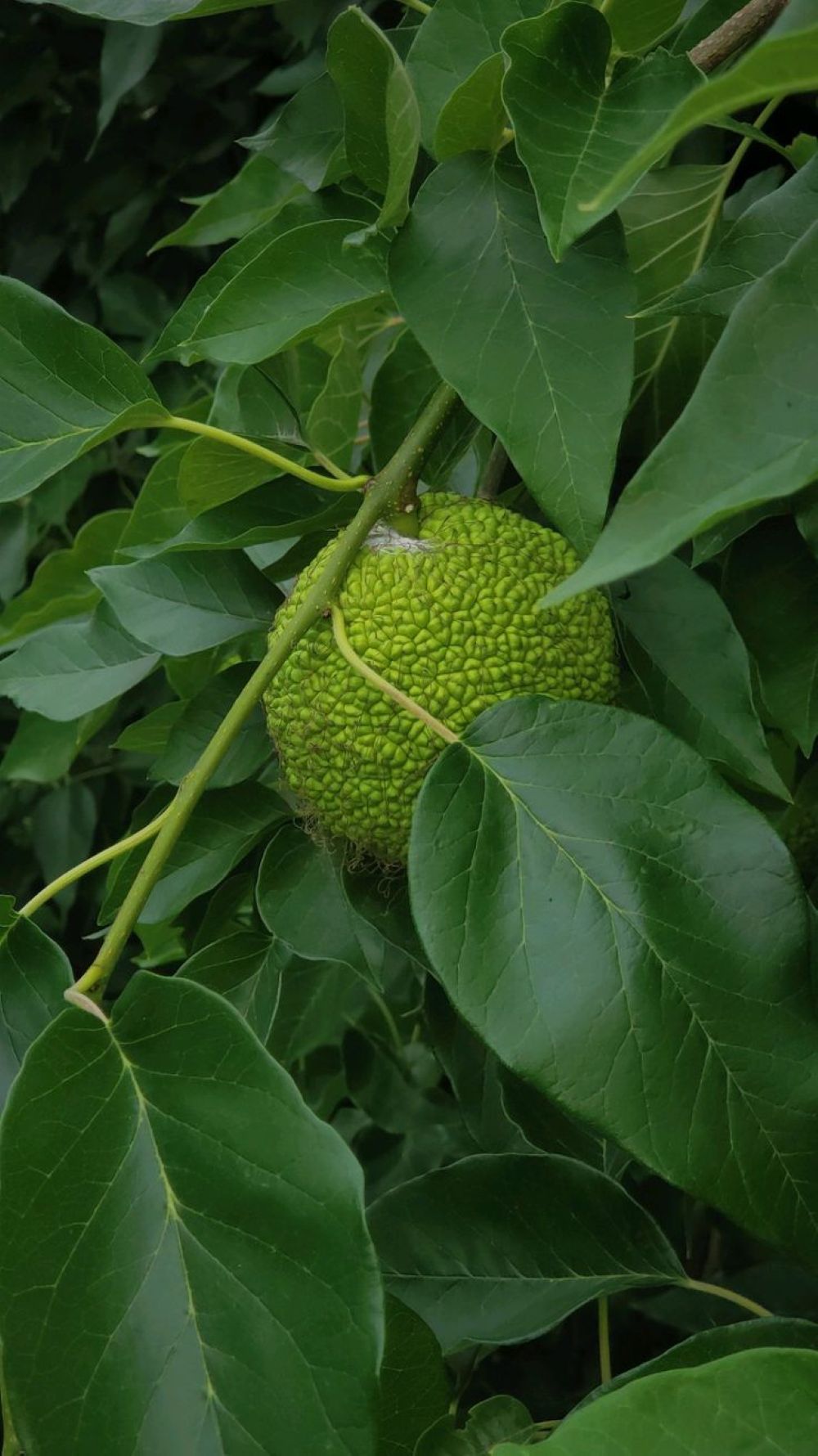 Yalancı Portakal Ağacı Fidanı Maclura Pomifera 1-2 Yaş Arası