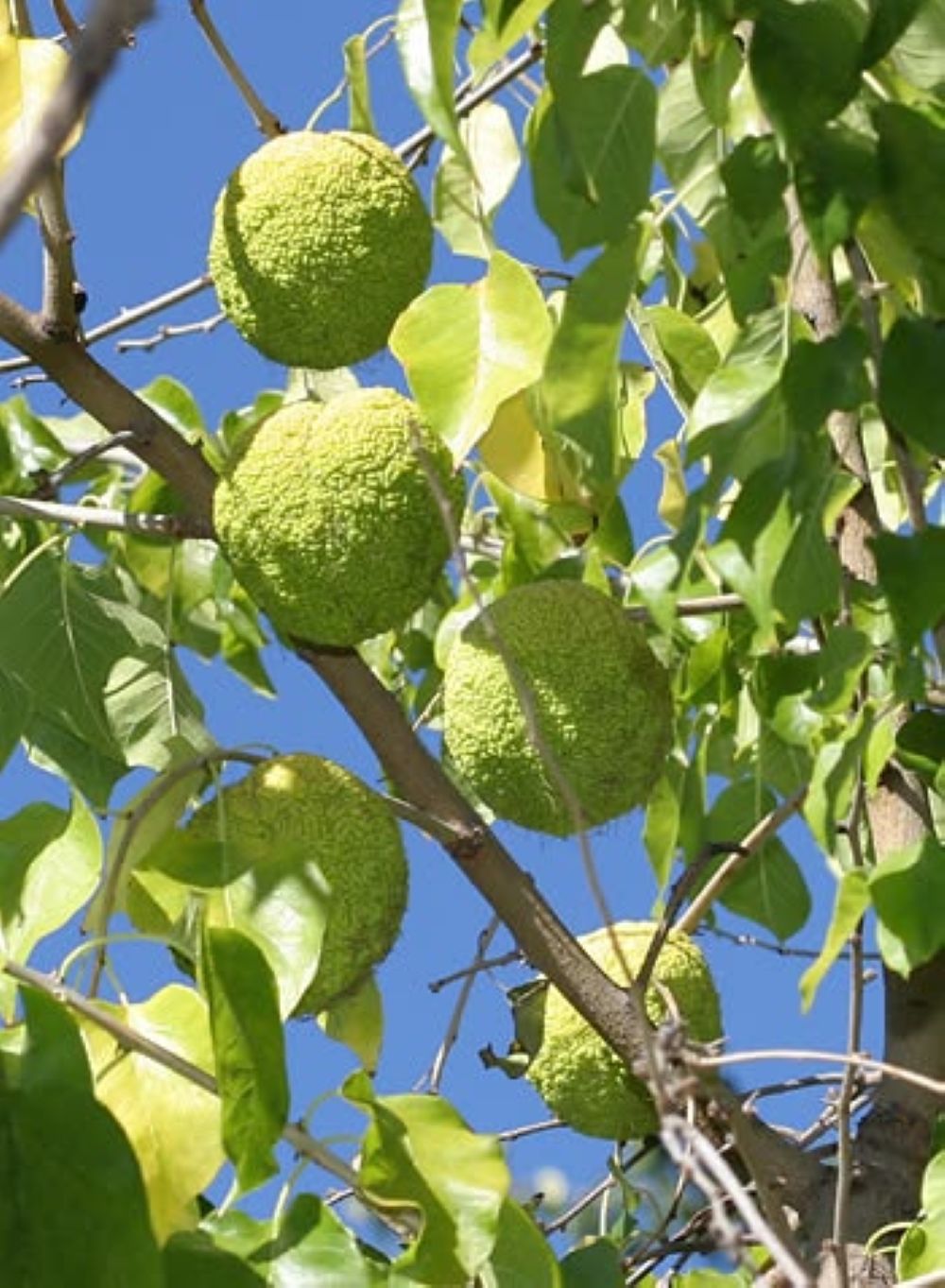 Yalancı Portakal Ağacı Fidanı Maclura Pomifera 1-2 Yaş Arası