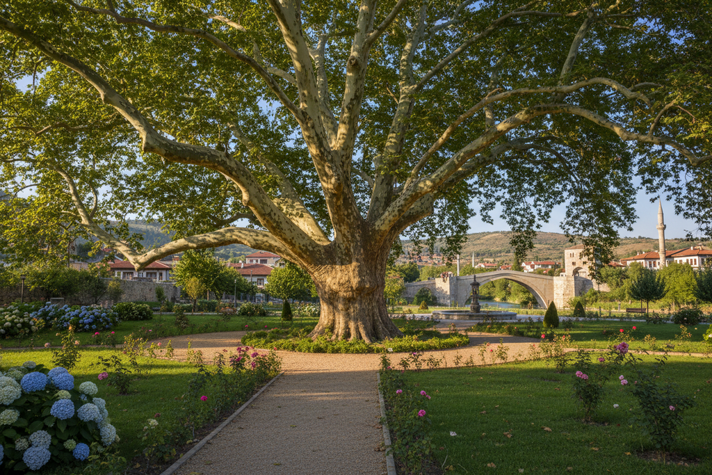 Yetişmiş Çınar Ağacı 1